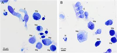 Bronchoalveolar Lavage Fluid Cytology in Healthy Cynomolgus Macaques